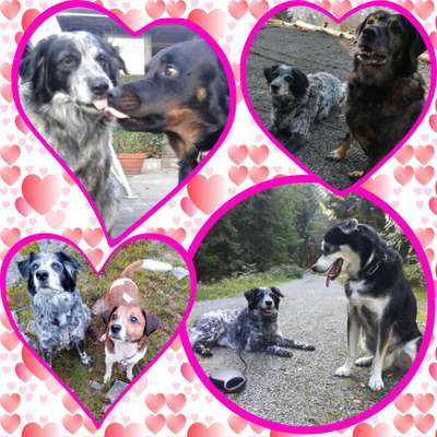 Bester Freund, Hundekumpel - zeigt her!-Beitrag-Bild