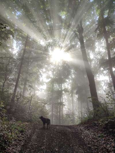 Dogorama Photo Challenge - Nebel-Beitrag-Bild