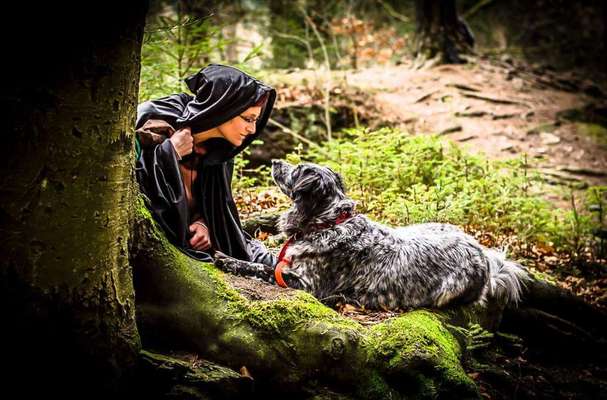 Wald Bild-Beitrag-Bild