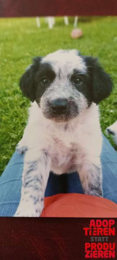 Dogorama Photo Challenge - "Adoptieren statt Produzieren" mit Gewinnspiel-Beitrag-Bild