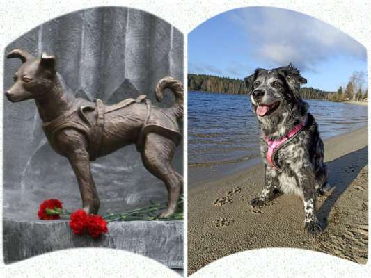 Wie heißt dein Hund?-Beitrag-Bild