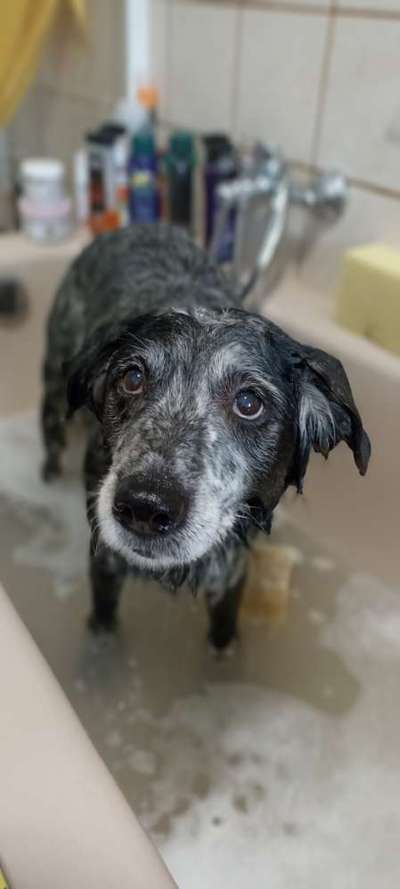 Dogorama Photo Challenge - Hundeblick zum hinschmelzen-Beitrag-Bild