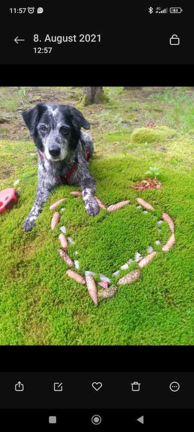 Dogorama Photo Challenge - Zufallsfund beim Gassi-Beitrag-Bild