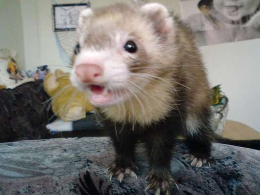 Unsere Fellnasen im Regenbogenland-Beitrag-Bild