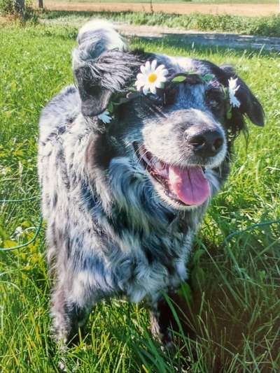 Dogorama Photo Challenge - Der Frühling kommt-Beitrag-Bild