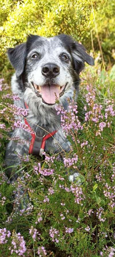 Heide Shooting-Beitrag-Bild