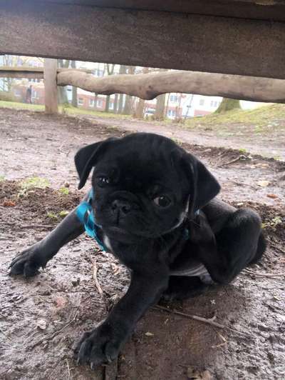 Welpen Bilder !-Beitrag-Bild