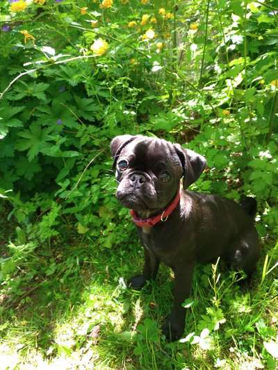 Die Dogorama Monats Challenge "Es grünt und blüht"-Beitrag-Bild