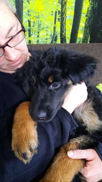 Welpen Bilder !-Beitrag-Bild