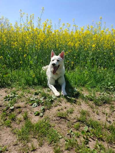 Hundetreffen-Spieltreff-Bild