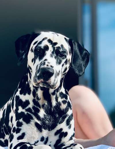 Fotochallange Nr. 57     PORTRÄT.   Beendet!!!!!!!!-Beitrag-Bild