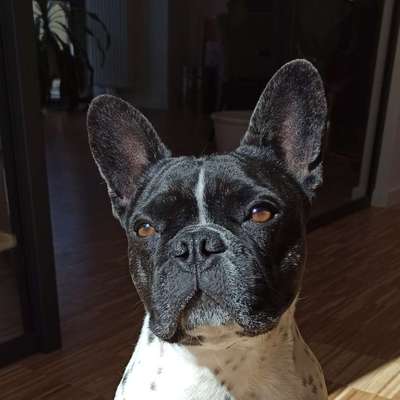 Hundetreffen-Hundekumpel gesucht-Bild
