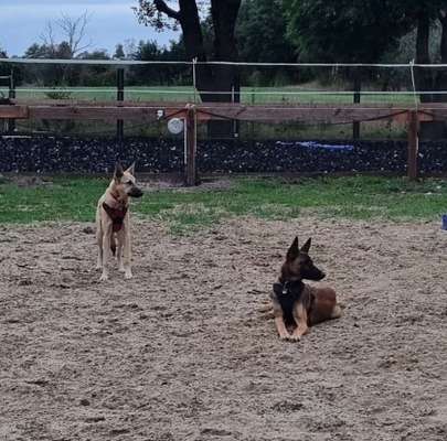 Mischlinge raten - Rätselspaß-Beitrag-Bild