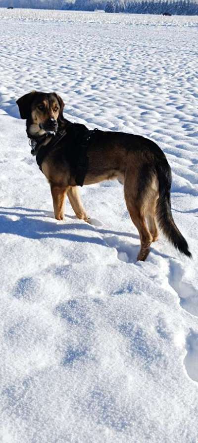 Griechische Bracke-Beitrag-Bild