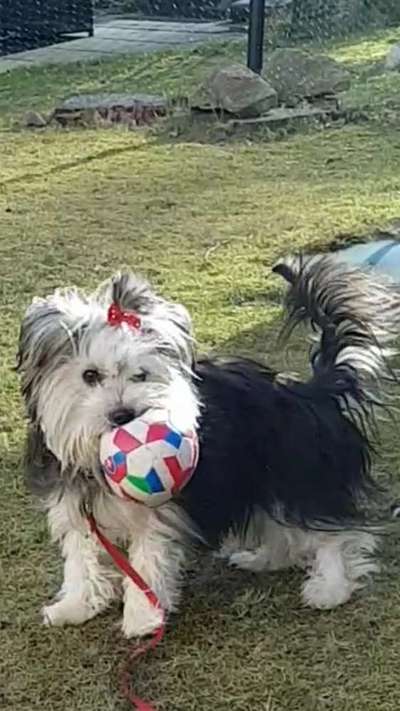 Yorkshire Terrier-Beitrag-Bild