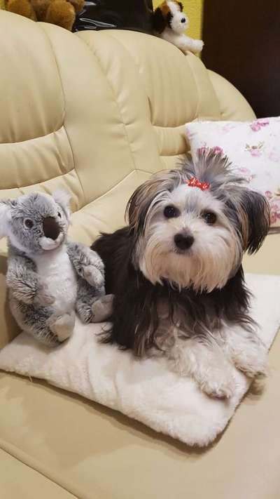 Yorkshire Terrier-Beitrag-Bild