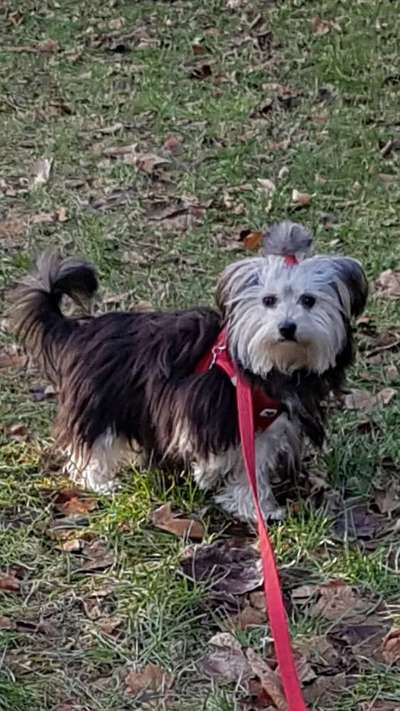 Yorkshire Terrier-Beitrag-Bild