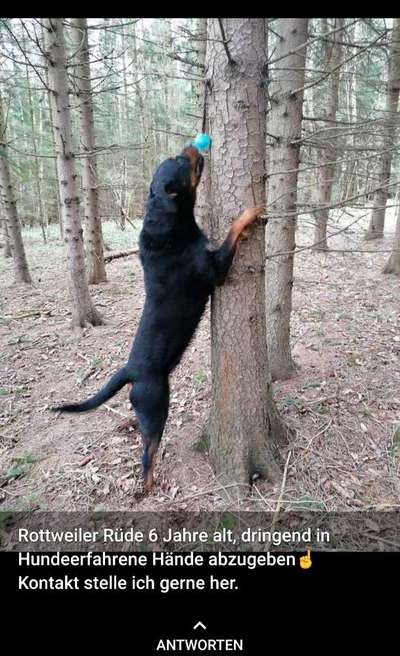 Rottweiler-Beitrag-Bild
