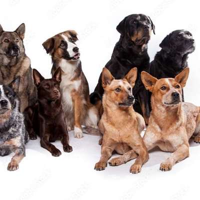 Hundetreffen-Special dogs meet up-Bild