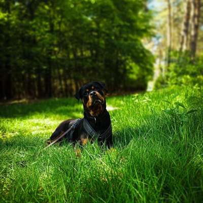 Hundetreffen-Social Walk-Bild