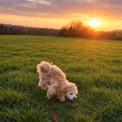 Hundetreffen-Schiffweiler-Profilbild