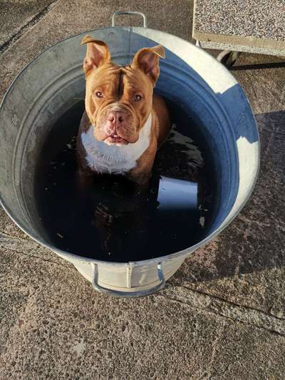 Die Dogorama Wochen Challenge-Beitrag-Bild