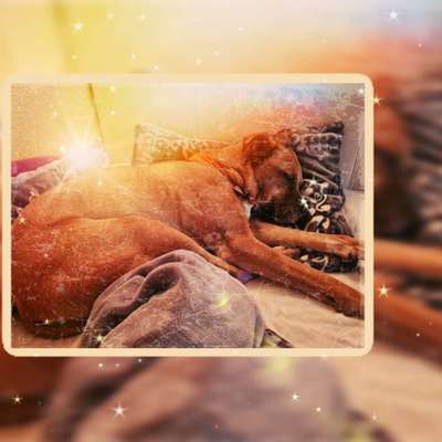 Darf der Hund bei Euch im Bett schlafen?-Beitrag-Bild
