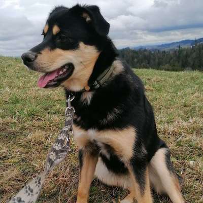 Hundetreffen-Spaziertreffen-Bild