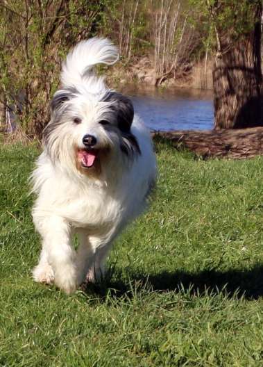 Dogorama Photo Challenge - Einmal lächeln bitte-Beitrag-Bild