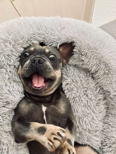 Fotosammlung: ,,Der natürliche Hund" Unbearbeitet, ungestellt und in Natura-Beitrag-Bild