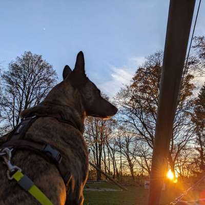 Hundetreffen-Sportliche Gassirunde-Bild