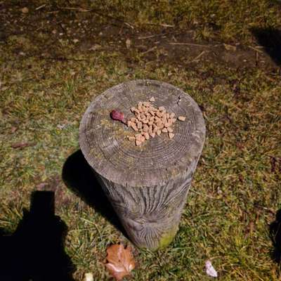 Giftköder-Eventuell Giftköder am Winterhafen-Bild