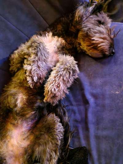 Zeigt her eure Pudel und Pudelmischlinge (:-Beitrag-Bild