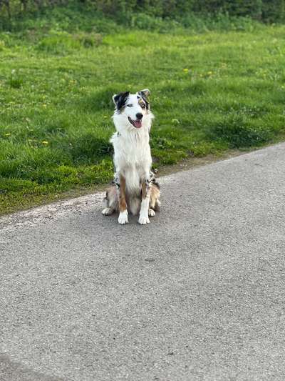 Hundetreffen-Dog Walk / Gassi Runde :)-Bild