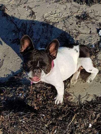 Französische Bulldoggen-Beitrag-Bild