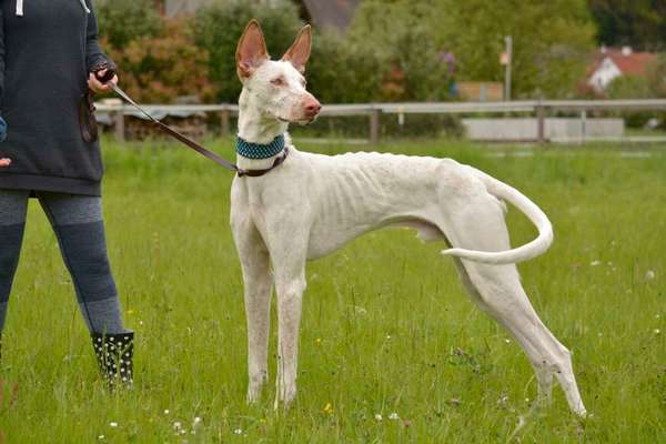 Seltene Rassen!-Beitrag-Bild