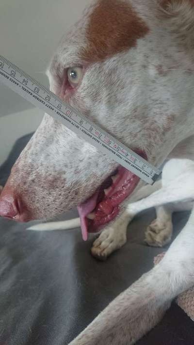 Wie sitzt mein Maulkorb / Maulkorb-Beratung-Beitrag-Bild