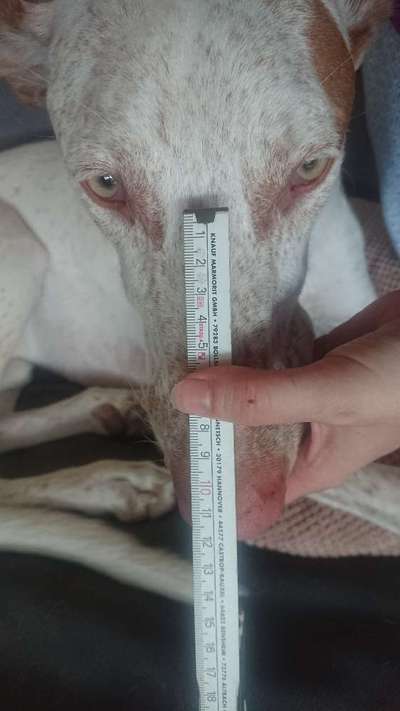 Wie sitzt mein Maulkorb / Maulkorb-Beratung-Beitrag-Bild