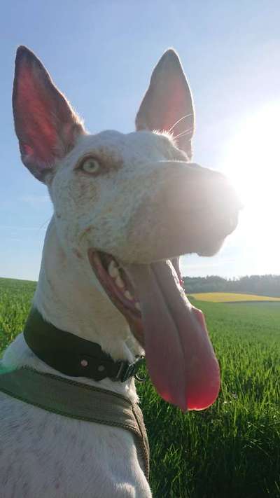 Podencomischling oder Podenco-Beitrag-Bild