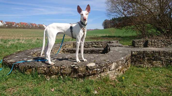 Podencomischling oder Podenco-Beitrag-Bild