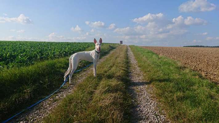 Windhundtreffen - PLZ-Beitrag-Bild