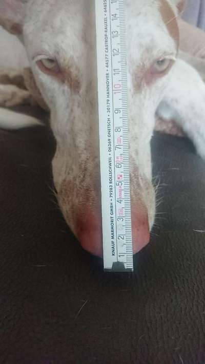 Wie sitzt mein Maulkorb / Maulkorb-Beratung-Beitrag-Bild