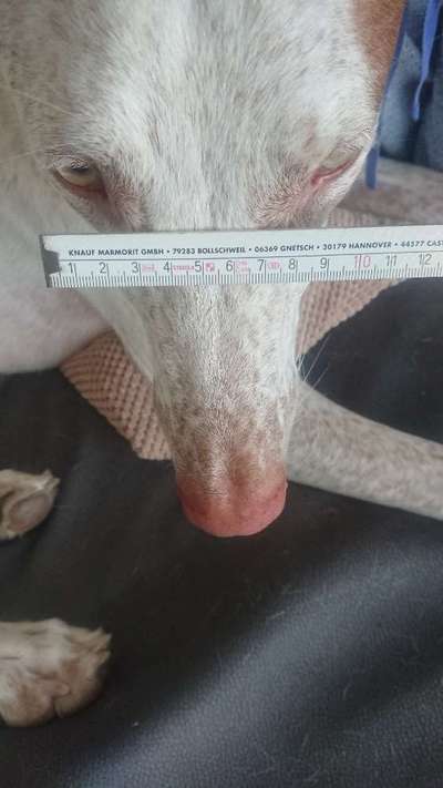 Wie sitzt mein Maulkorb / Maulkorb-Beratung-Beitrag-Bild