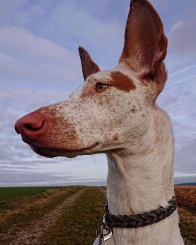 Wie sitzt mein Maulkorb / Maulkorb-Beratung-Beitrag-Bild