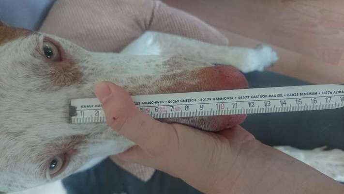 Wie sitzt mein Maulkorb / Maulkorb-Beratung-Beitrag-Bild