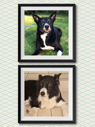 Mischlinge raten - Rätselspaß-Beitrag-Bild