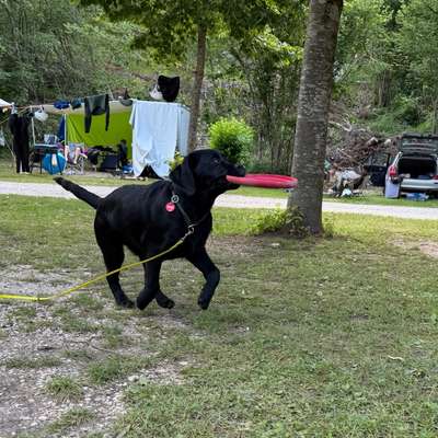 Hundetreffen-Gassi und Spielrunde - Welpen-Bild