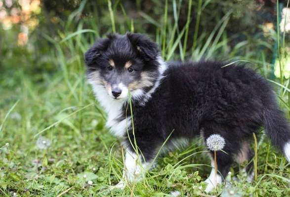 Welpen Bilder !-Beitrag-Bild