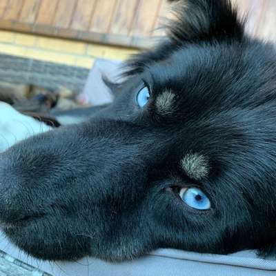 Hundetreffen-Hundebegegnungs Übung in Altengamme-Bild