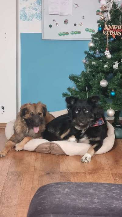 Hundetreffen-Spazieren in Altengamme-Bild